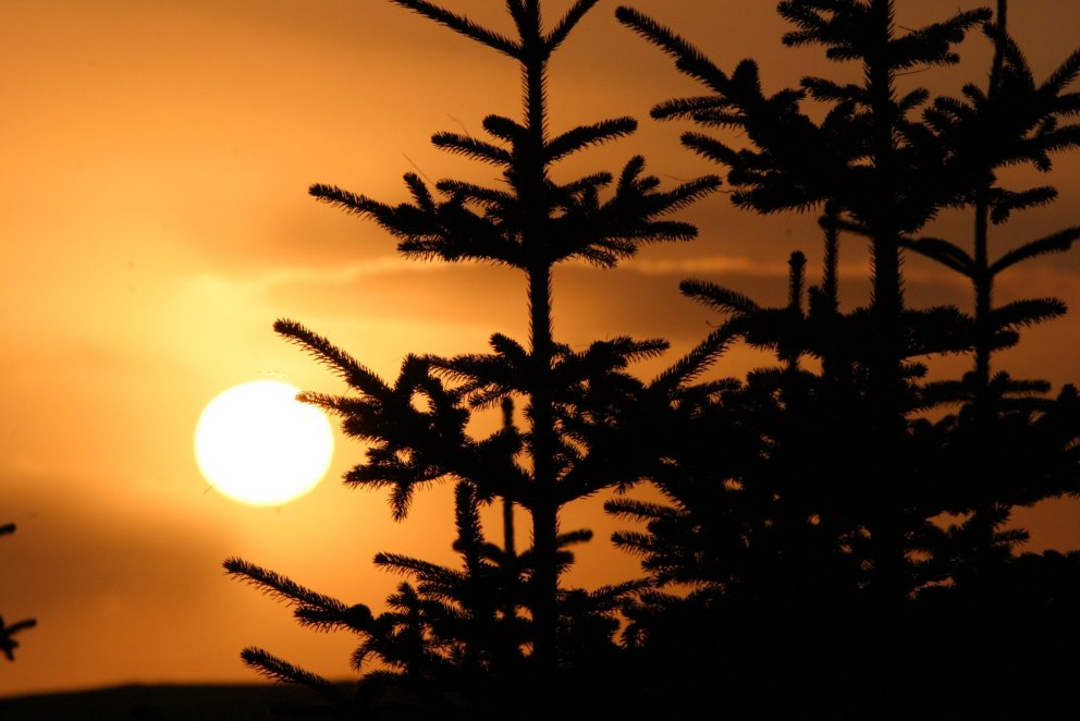 Skógræktin á Hallormsstað í fréttum