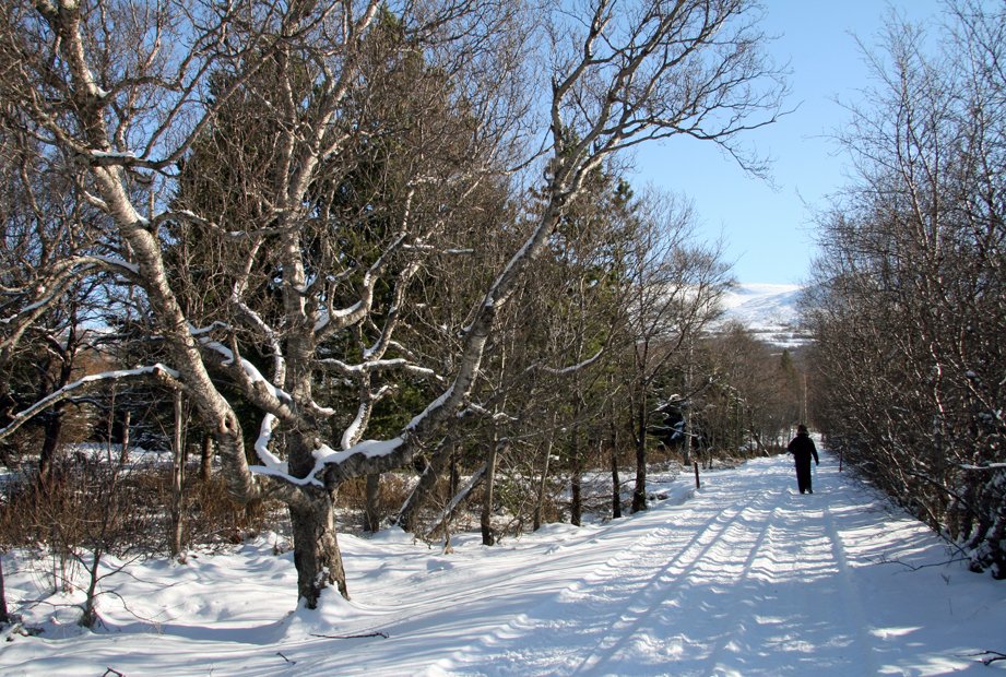 Rannsóknastyrkir í landgræðslu og
skógrækt