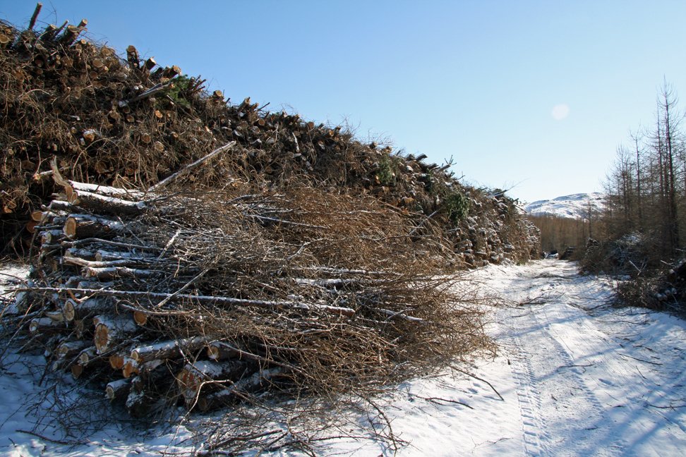 Vesturlandsskógar: Starf framkvæmdastjóra laust