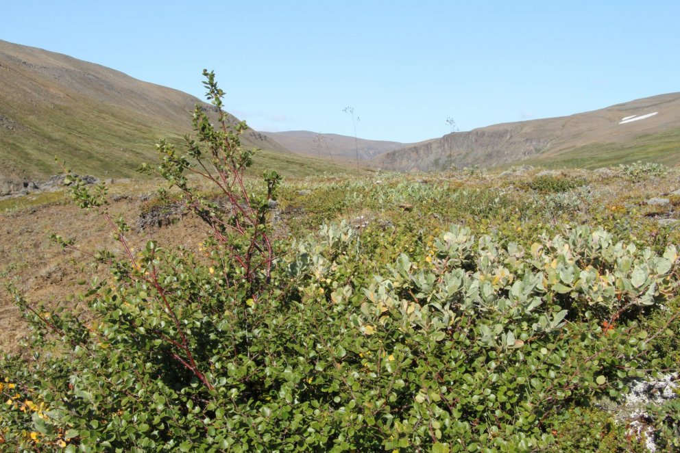 Birki í um 600 metra hæð í Austurdal í Skagafirði. Ljósmynd: Pétur Halldórsson