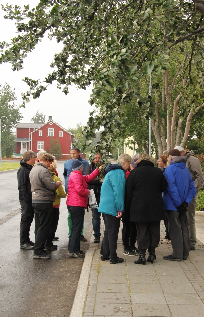 Tré við götur fegra og veita skjól, binda ryk og deyfa hávaða.