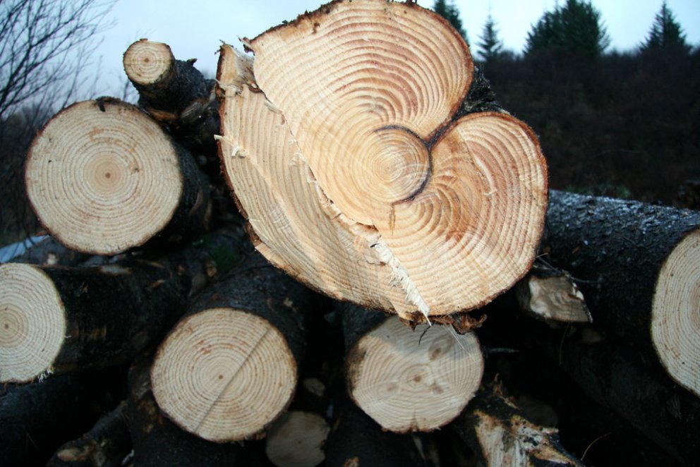 Brunnin stafafura grisjuð