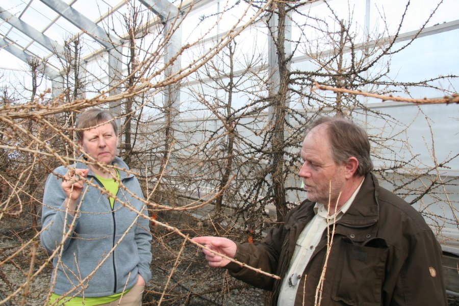 Fræmiðstöð Skógræktarinnar