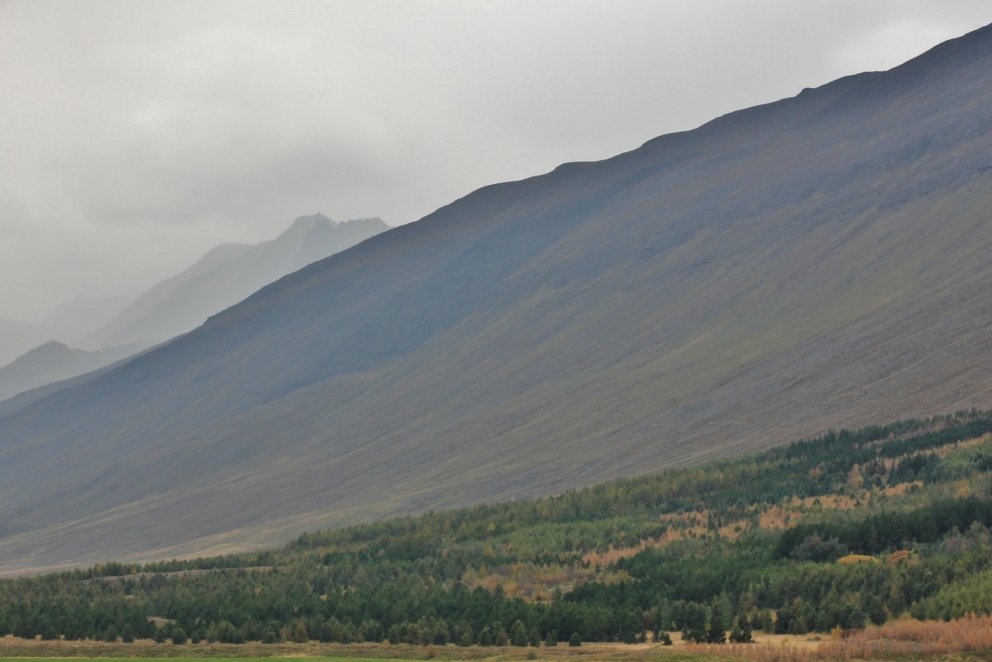 Nýskógrækt á Íslandi. Ljósmynd: Pétur Halldórsson