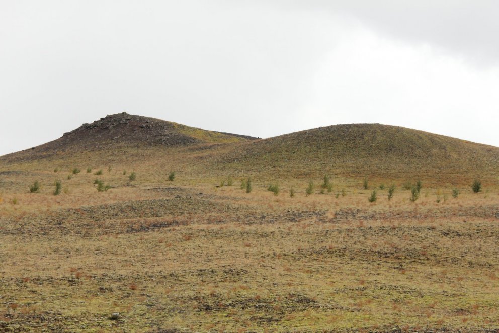 Árangur landgræðslu og birkiskógræktar á Hekluskógasvæðinu í Þjórsárdal. Ljósmynd: Pétur Halldórsson