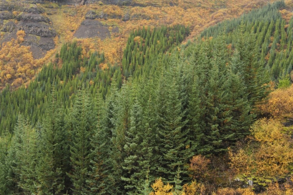 Greniskógur í þjóðskóginum Þjórsárdal