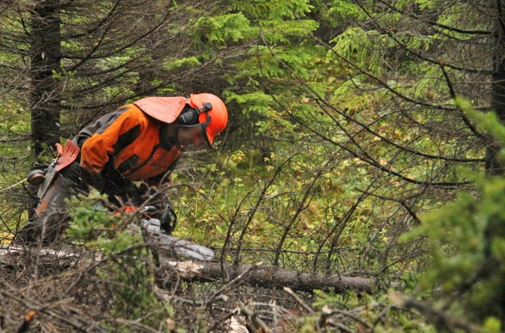 Skógarhöggsmaður afkvistar trjábol með keðjusög.