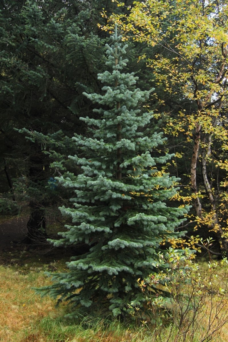 Blágreni í Haukadalsskógi