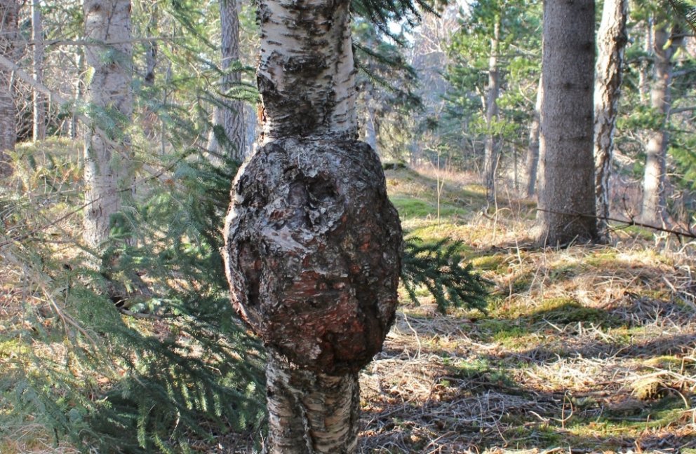 Þetta myndarlega trjánýra á birkitré í Mörkinni á Hallormsstað hefur vaxið og dafnað síðustu áratugi&hellip;