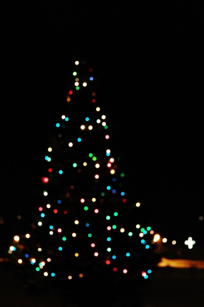 Bændur mæla með lifandi jólatrjám