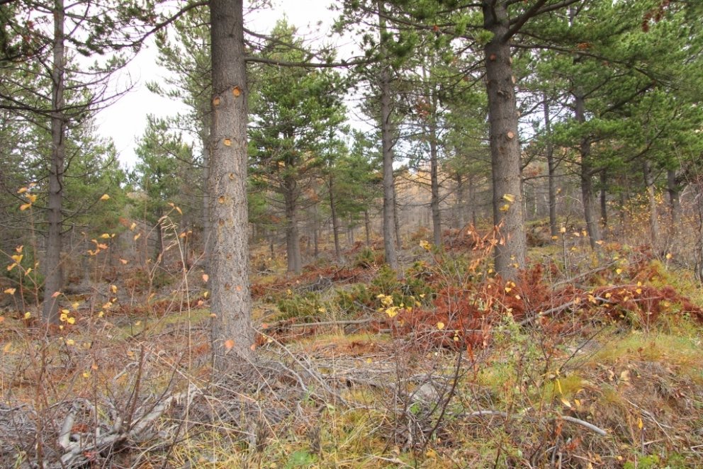 Nýgrisjaður furuskógur.