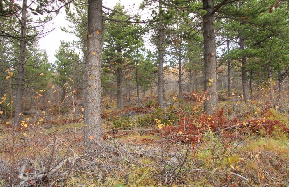 Nýgrisjaður furuskógur