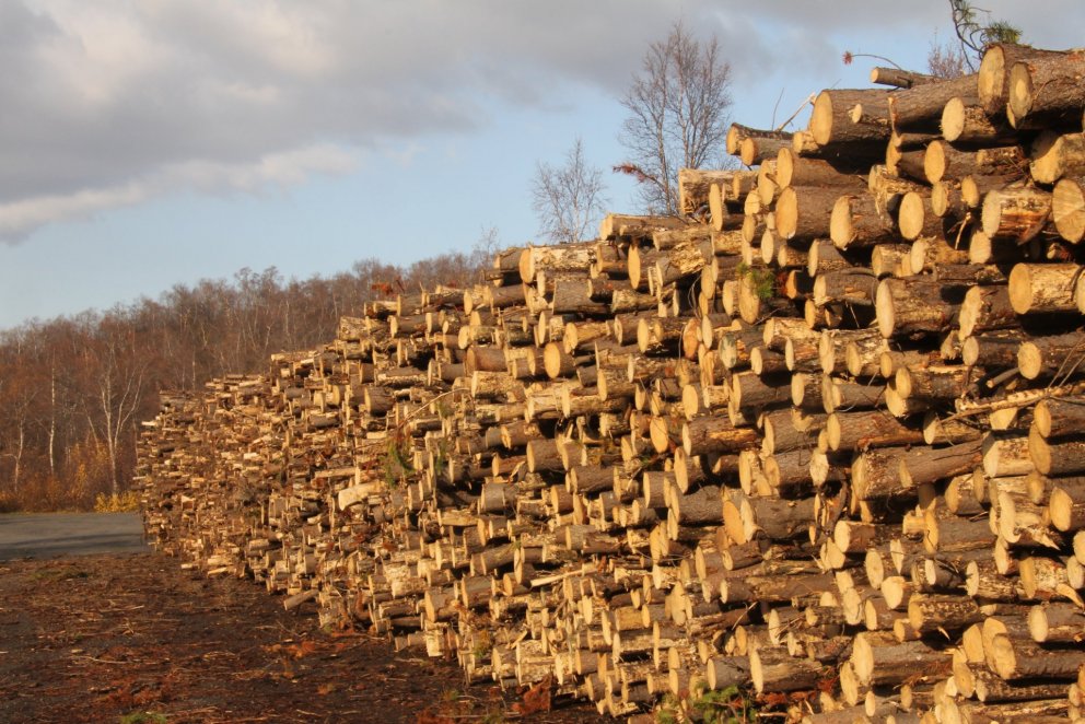 Íslenskt timbur sem ræktað er með sjálfbærum hætti gæti leyst af hólmi þverrandi fiskistofna sem upp…