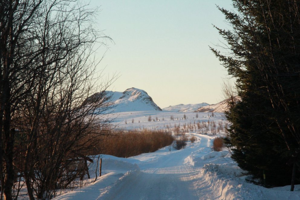 Fallegt er í Haukadalsskógi allan ársins hring og gaman að sækja þangað ferskt og ilmandi jólatré. L…