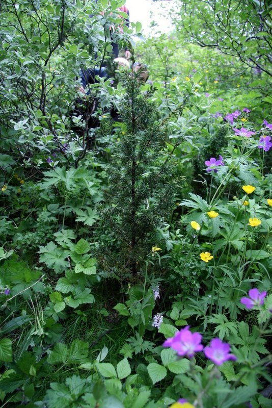 Á Þórsmörk og nágrannasvæðum má víða sjá efnilegar fræplöntur einis. Þessi gerir sig líklega til að &hellip;