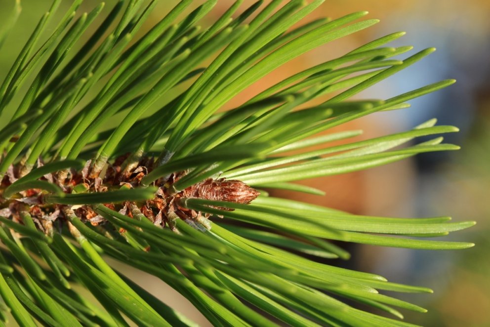 Lifibrauð fyrir 10 fjölskyldur