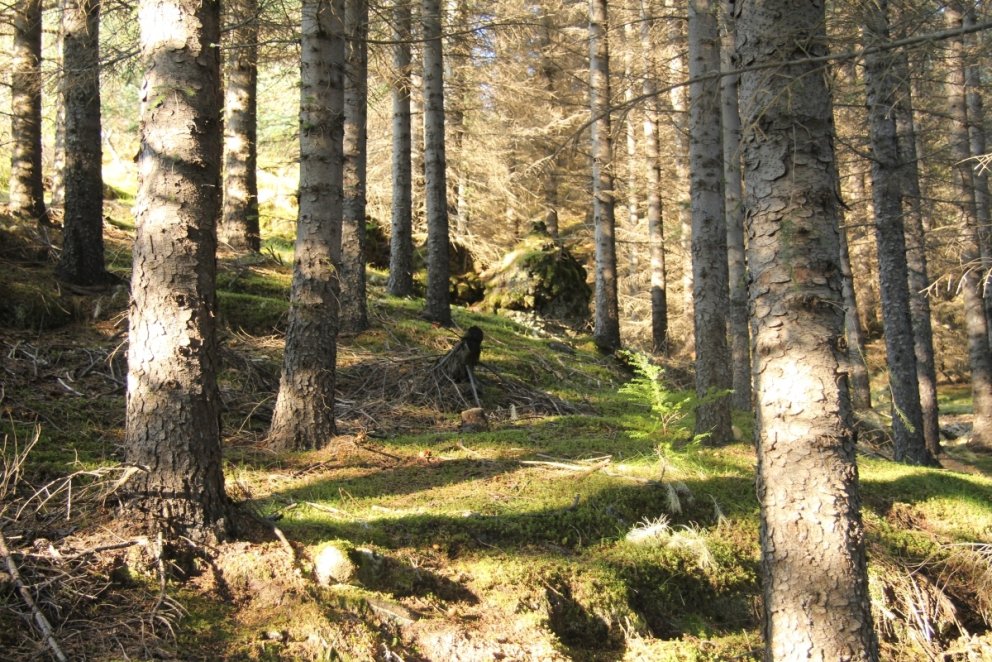 Myndarlegt sitkagreni í Haukadalsskógi