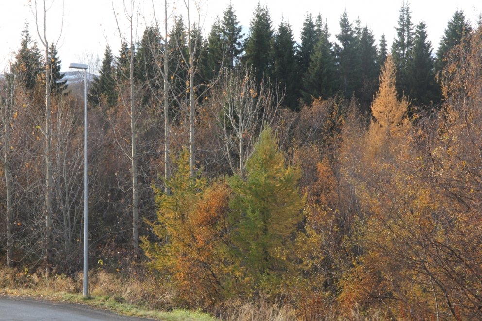 Hér er greinilegt hversu græn lerkitrén næst ljósastaurnum eru miðað við þau sem standa fjær.