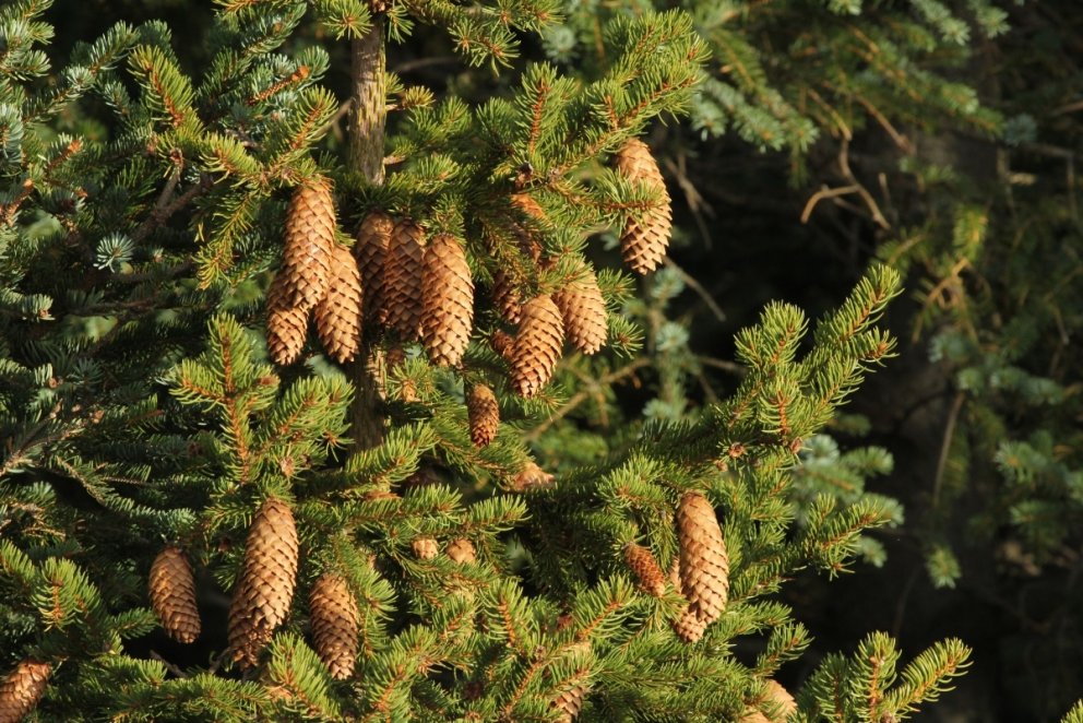 Rauðgreni með myndarlegum könglum.