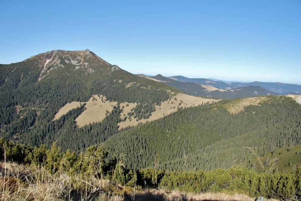 Sjálfgræðsla rauðgreniskóga í Rodna-fjöllum í Rúmeníu.
