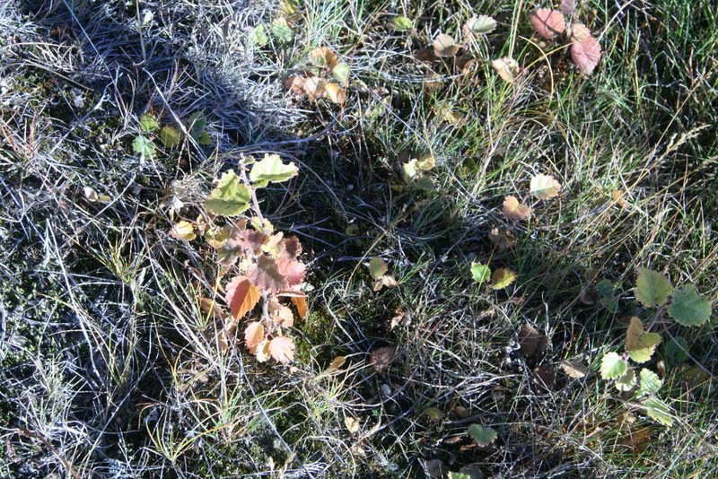 Birki sem sáð var 2012 hefur sums staðar á Hekluskógasvæðinu spírað vel og jafnvel myndað breiður ei…