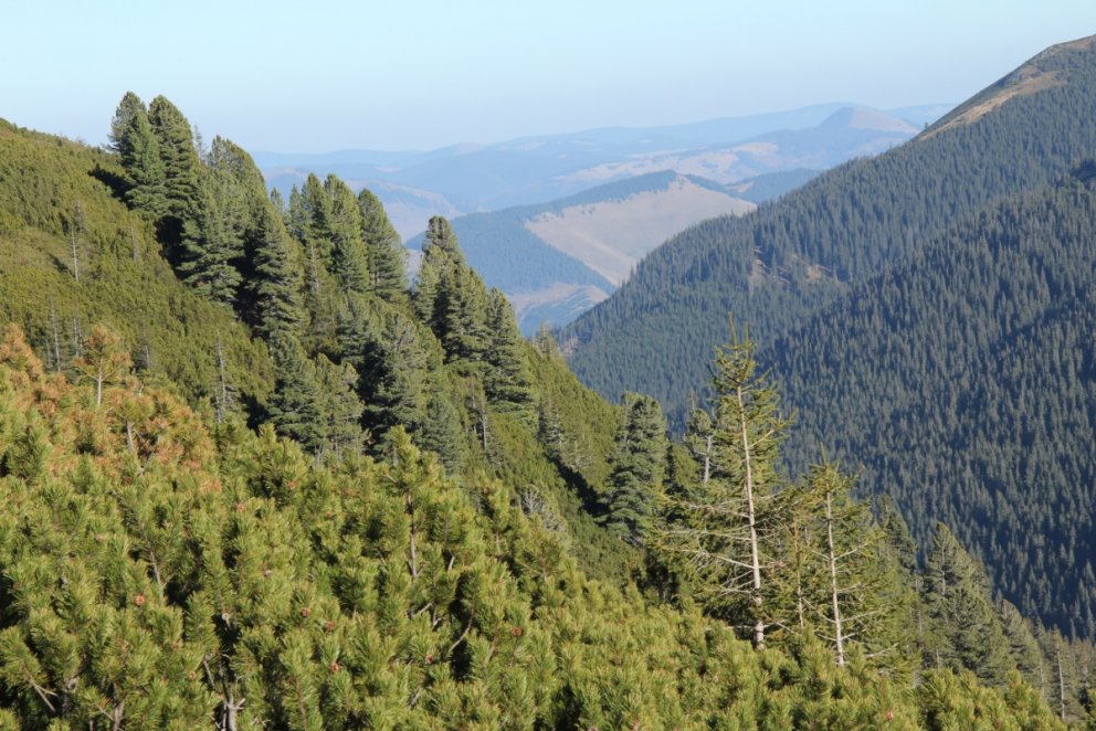 Í yfir 1.000 metra hæð í Rodnei-fjöllunum nyrst í Rúmeníu eru þrjár barrtrjátegundir ríkjandi, lágva…