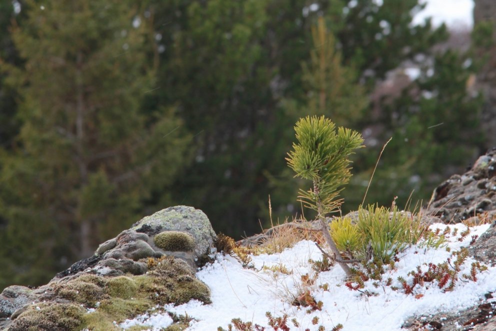Stafafura sem hefur sáð sér út í furulundi í Einkunnum á Mýrum. Mynd: Pétur Halldórsson