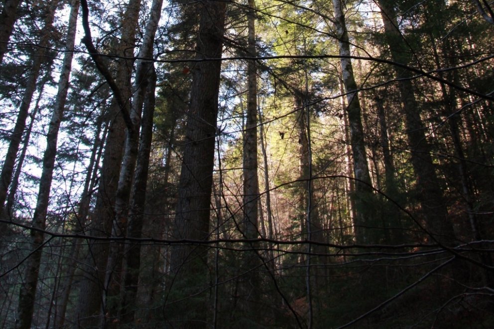 Rúmenskur frumskógur. Talið er að um 280.000 hekturum frumskógar í Rúmeníu hafi verið eytt undanfari&hellip;