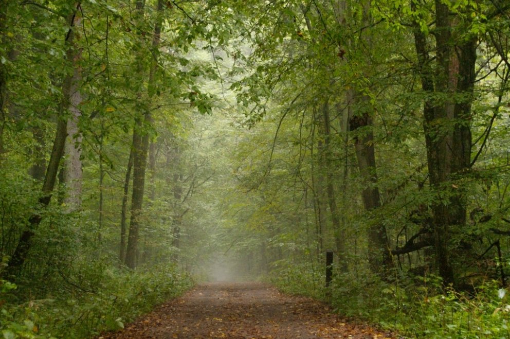 Rakinn þéttist í skóginum og gerir umhverfið enn dulúðlegra.