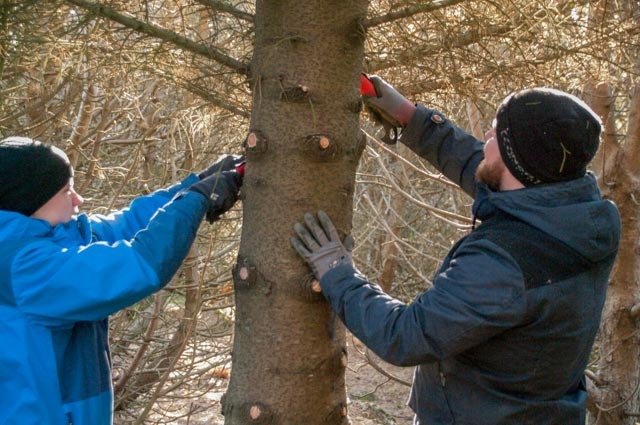 Tækniskólanemar kynnast viðarnytjum