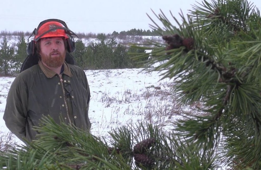 Gústaf Jarl Viðarsson, skógfræðingur hjá Skógræktarfélagi Reykjavíkur, segir að þær stafafurur sem t…