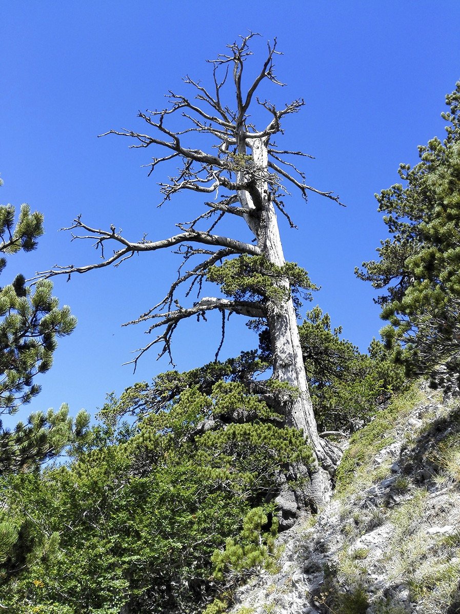Þetta aldna bosníufurutré sem stendur í um tvö þúsund metra hæð á Pollino-hásléttunni á Suður-Ítalíu…