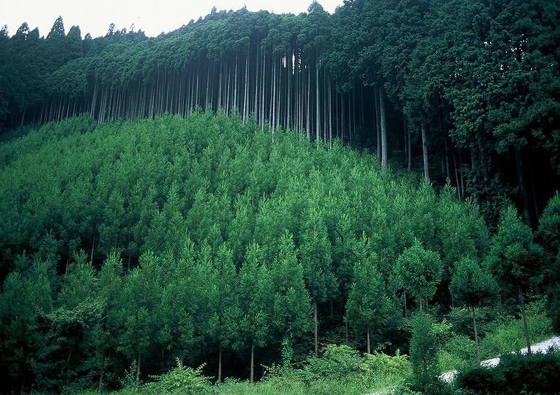 Ræktaður skógur í Japan. Mynd: Appropedia/Jin Hong.