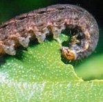 (mynd: Oddur Sigurðsson)