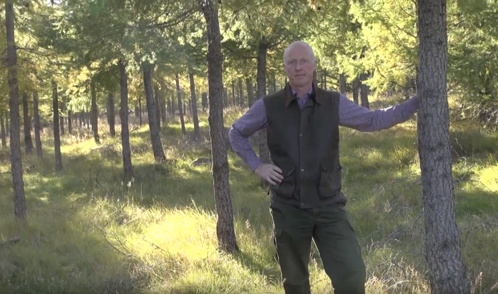 Jóhann Þórhallsson í fyrirmyndarskógi á jörð sinni Brekkugerði. Fjármagn vantar svo að hirða megi sv…