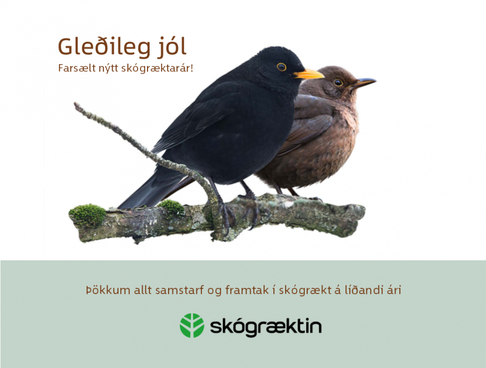 Gleðileg jól - farsælt nýtt skógræktarár!