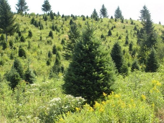 Af jólatrjáaráðstefnu í Nova Scotia