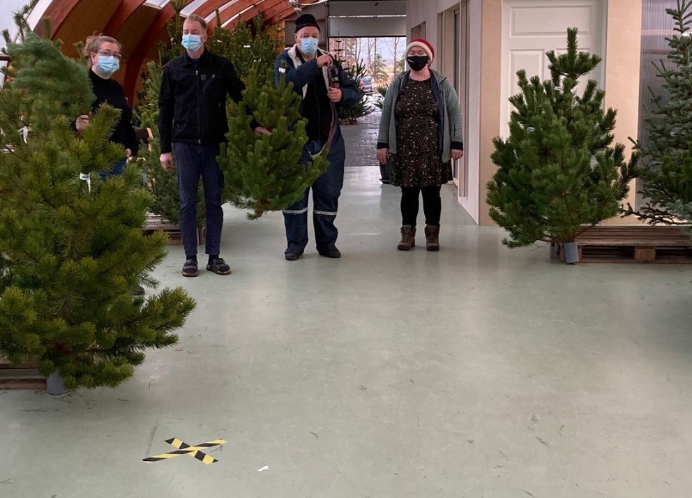 Grímuklæddir skógarbændur og starfsmaður Skógræktarinnar innan um iðjagræn íslensk jólatré sem eru s…