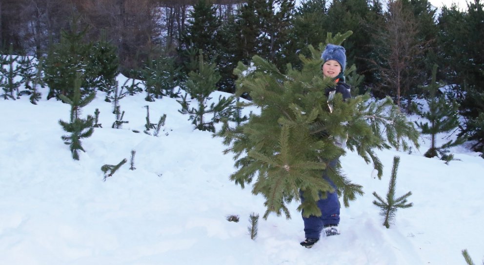 Jólatré og fleira frá Skógræktinni