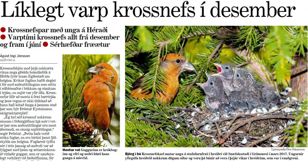 Jólaungar í skóginum