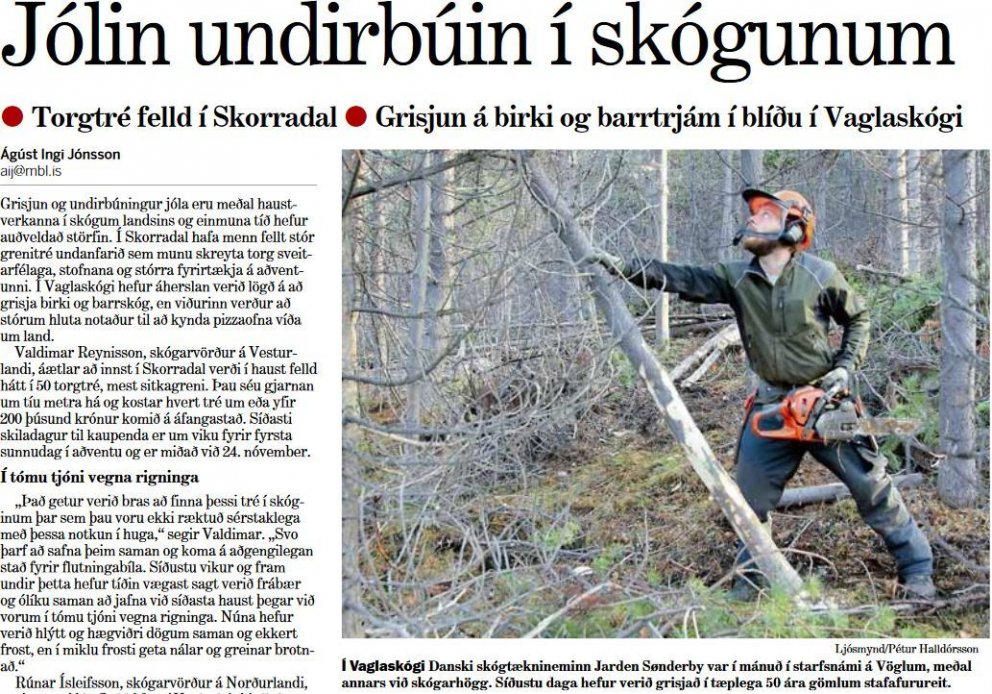 Jólatré höggvin í Skorradal og skógar grisjaðir á Vöglum