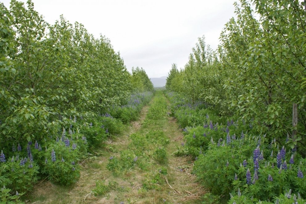 Þar sem áður var aðeins snauður, svartur sandur vex nú alaskaösp sem bindur gríðarmikið magn kolefni&hellip;