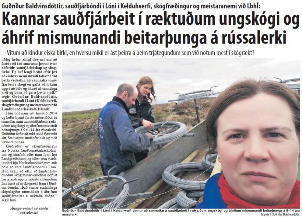 Kannar sauðfjárbeit í ræktuðum ungskógi og áhrif mismunandi beitarþunga á rússalerki