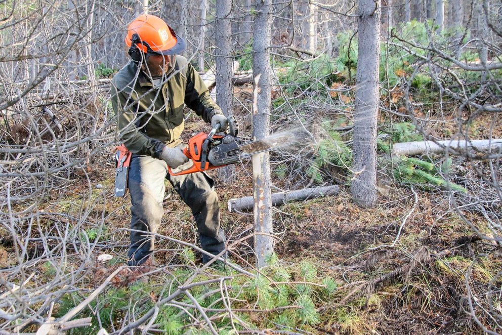 Grisjunarvinna í norðlenskum furuskógi. Ljósmynd: Pétur Halldórsson