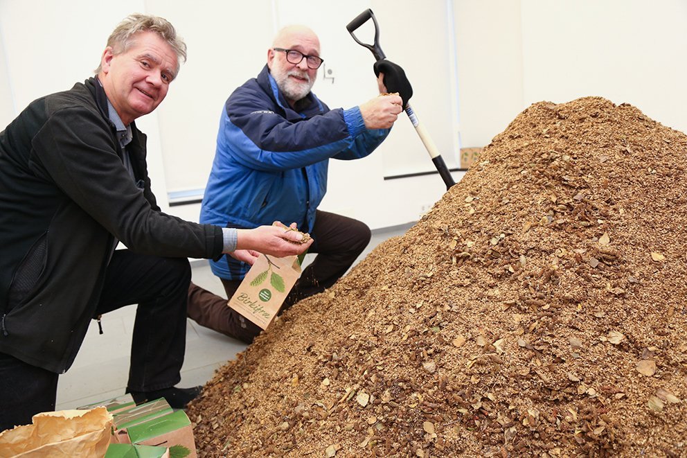 „Bankastjórinn“ Kristinn H. Þorsteinsson hjá Skógræktarfélagi Kópavogs rótar í fræhaugnum mikla ásam…