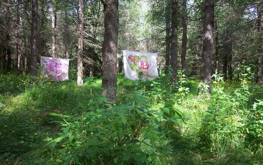 Gamall flagmór gróinn upp 50 árum eftir að skógrækt hófst í Kjarna við Akureyri. Frjósemi skógarbotn&hellip;