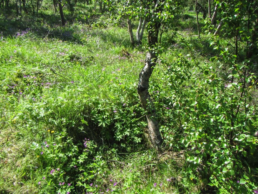 Gömul kolagröf í Vaglaskógi. Mynd úr skýrslu um fornleifaskráningu sem Elín Ósk Hreiðarsdóttir hjá F…