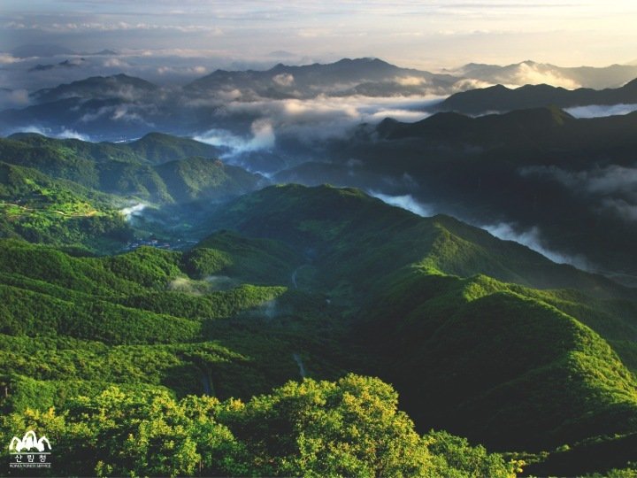 Stórkostleg skóggræðsla í Kóreu. Mynd: Korea Forest Service