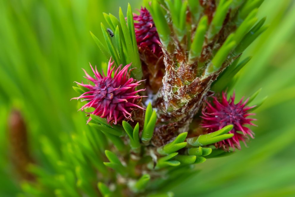 Kvenblóm á stafafuru. Raunar væri fræðilega betra að tala um köngulvísa eða kynhirslur því hugtakið …