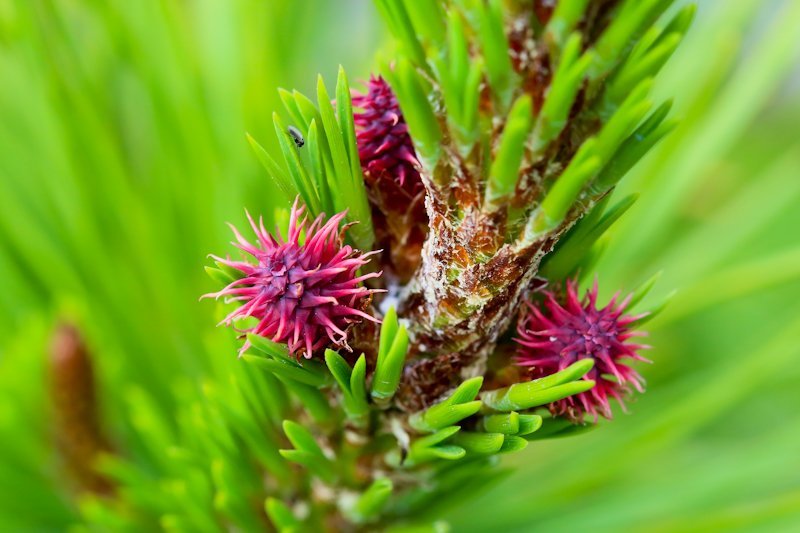 „Að vera innflutt, sá sér lítillega út og vera áberandi er ekki það sama og að vera „ágeng“ lífvera …